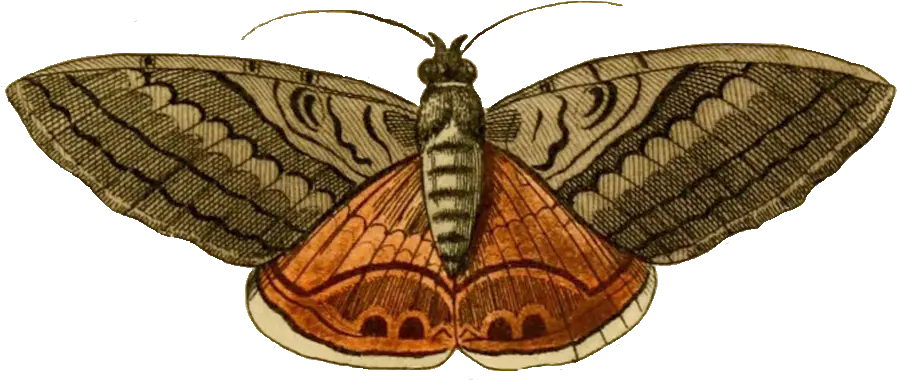 Moth Background Png Moth Transparent Background Moth Png