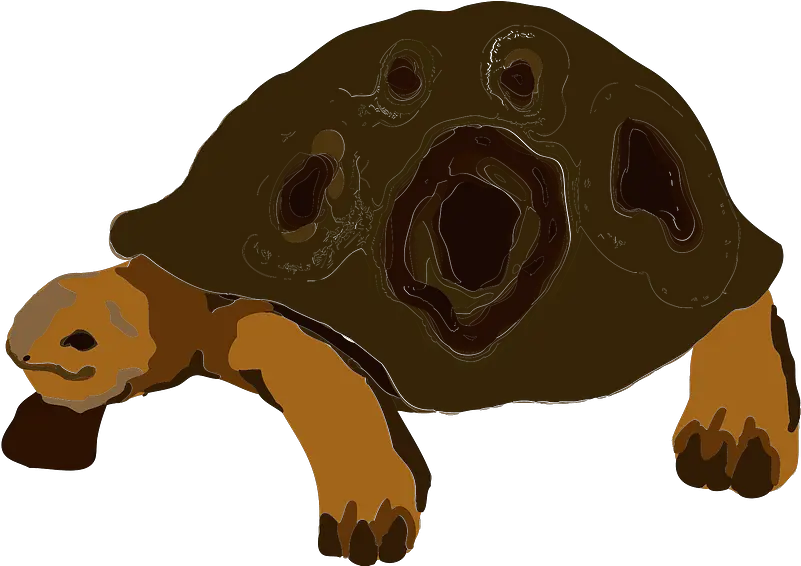 Tortoise Animal Clipart Free Download Transparent Png