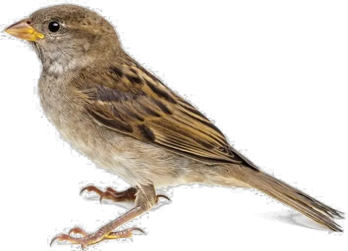 Sparrow Png 4 Image House Sparrow White Background Sparrow Png