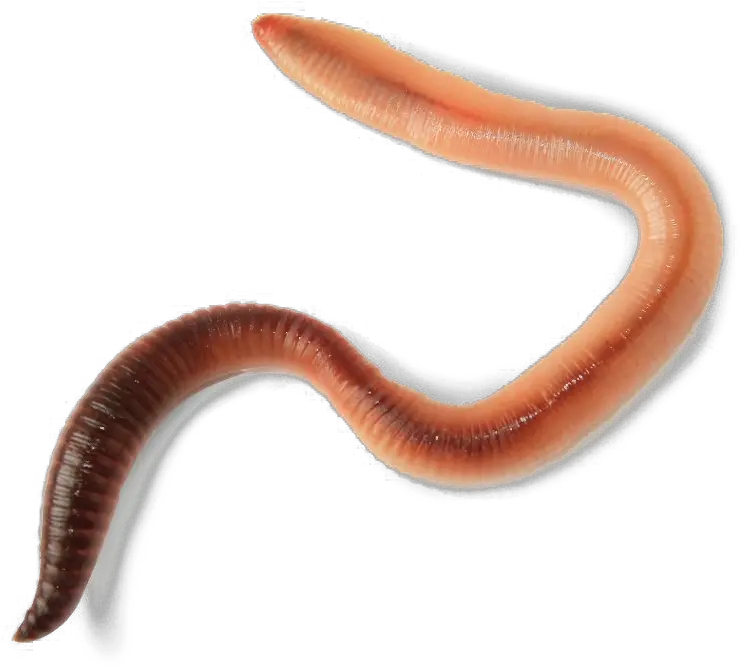 Worms Transparent Image Png Play Worm Transparent Worm Png