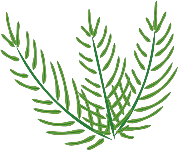 Easter Palm Sunday Plant Flora For Clip Art Png Palm Plant Png