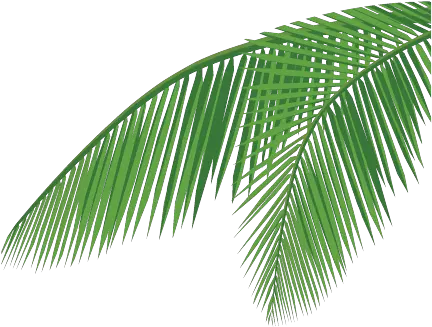 Download Coconut Leaf Png Coconut Leaf Vector Png Full Leaf Coconut Tree Leaves Png Leaf Vector Png