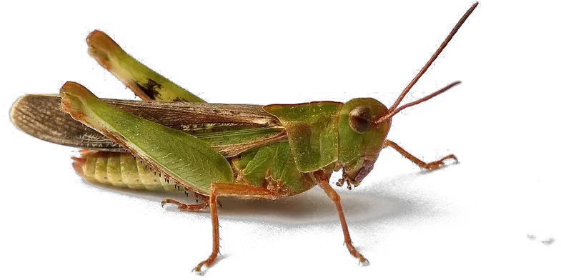 Realistic Grasshopper Png Image Free Grasshopper Transparent Background Grasshopper Png