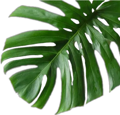 Tropical Plant Png Tropical Plant Green Sticker Palm Tropical Palm Leaves Png Tropical Plants Png