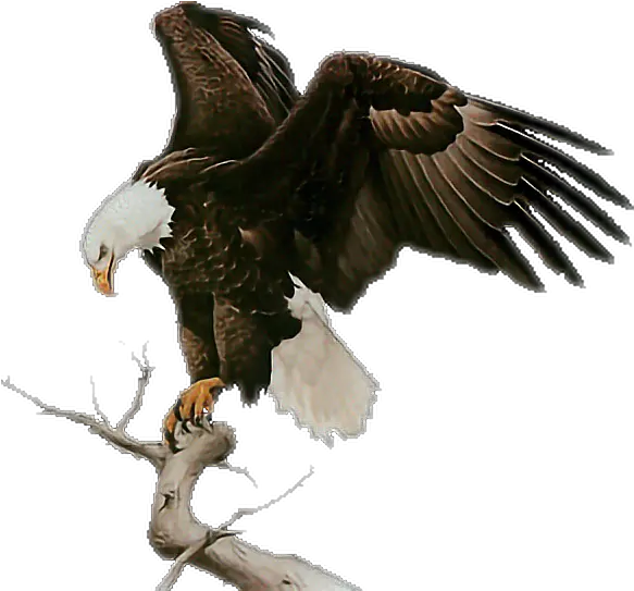 Baldeagle Eagle Aguila En Grafico De Punto De Cruz Png Bald Eagle Transparent