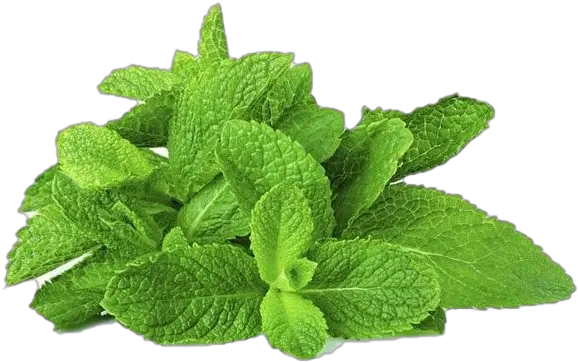 Peppermint Png Images Transparent Background Play Puff Bar Cool Mint Mint Leaves Png