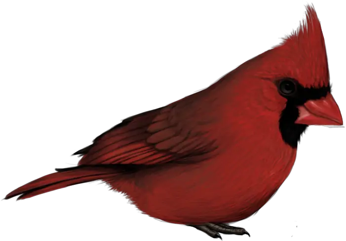 Png Free Cardinal Cardinal Bird With No Background Cardinal Png