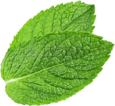 Peppermint Plant Transparent Png Play Transparent Background Mint Leaf Transparent Plant Transparent Background