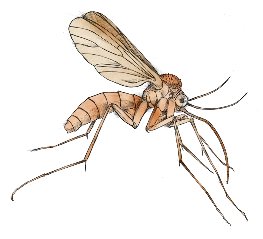 Mosquito Clipart Png Mosquito Of Malaria Clipart Mosquito Transparent