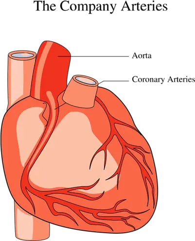 Download Medical Illustration Of A Human Heart Medical Human Heart Clipart Png Human Heart Png