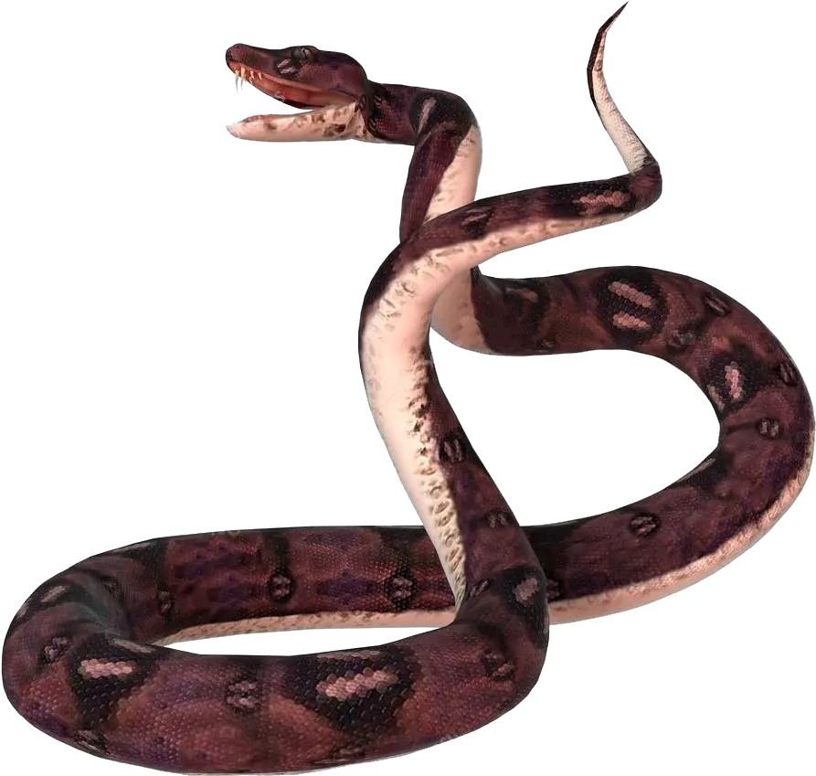 Anaconda No Png Images Transparent Portable Network Graphics Snakes Png