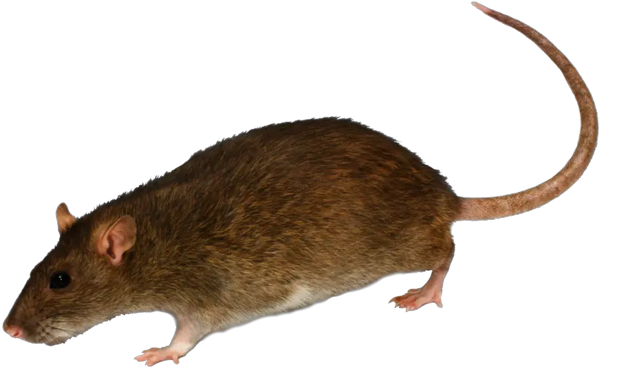 Rat Mouse Icon Png Rat Transparent Background Rat Transparent