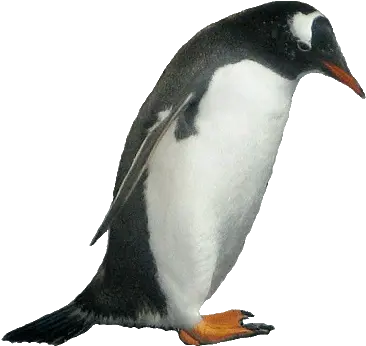 Picture Animal Pictures Transparent Background Png Penguin Transparent