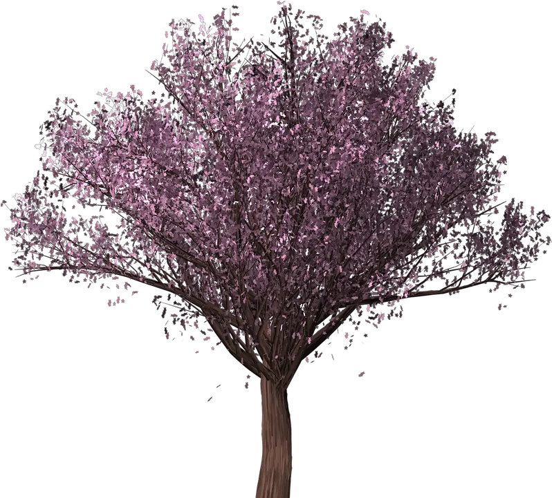 Cherry Blossom Tree Sakura Pohon Sakura Png Sakura Png