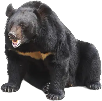 Sun Bear Png 7 Image Sun Bear Png Bear Transparent