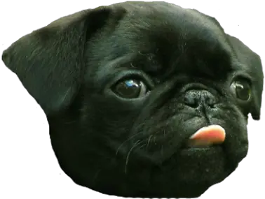 Pug Png Photo 490 Free Png Download Image Png Archive Cute Dogs With Tongues Out Pug Png