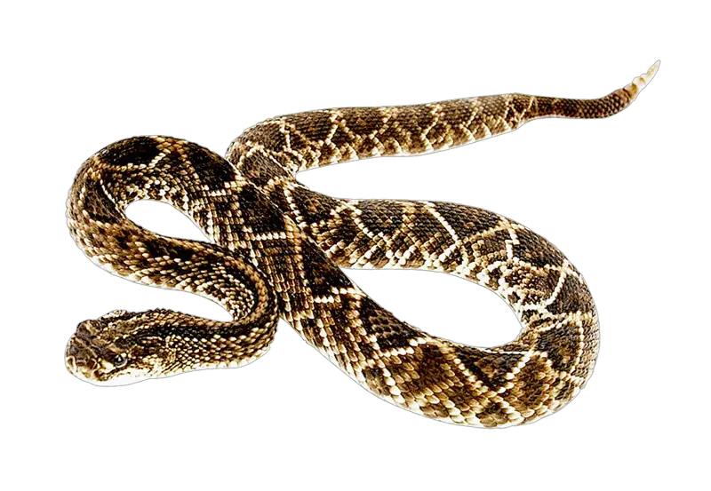 Free Png Snake Images Transparent Rattlesnake Png Snake Png