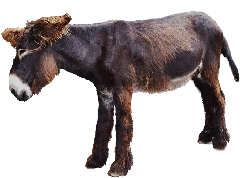 Moose Donkey Transparent Png Image Free Moose Donkey Donkey Transparent