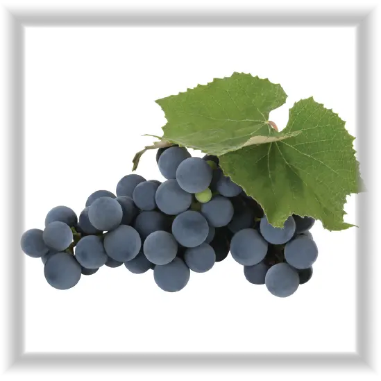 Download Grape Concord Grapes Png Full Size Png Image Concord Grape Png Grapes Png