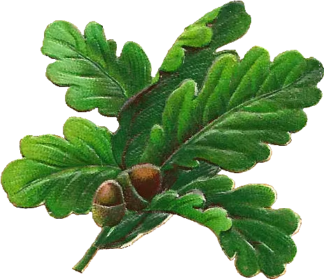 Oak Leaves Png U0026 Free Leavespng Transparent Images Transparent Oak Leaf Png Acorn Transparent Background