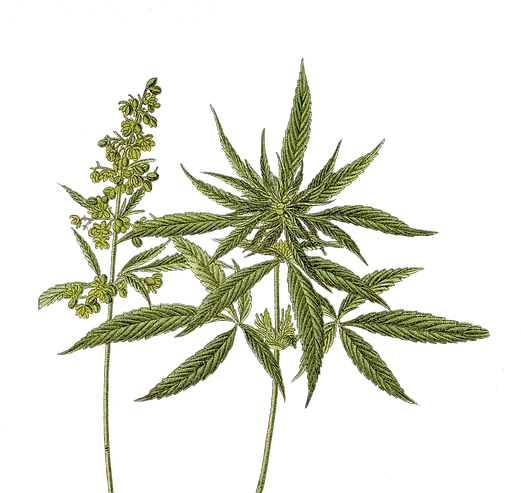 Hi Tide Medical Cannabis Dispensary Ocean City Md Does Marijuana Look Like Png Weed Plant Png