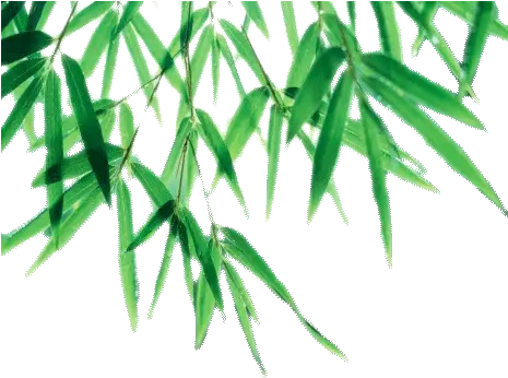 Download Bamboo Leaf Png Picture For Designing Purpose Bamboo Leaves Transparent Vector Png Palm Tree Leaves Png