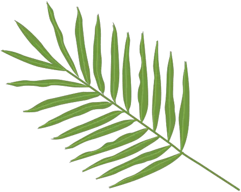 Transparent Png Svg Vector File Palm Tree Leaf Types Palm Tree Leaves Png