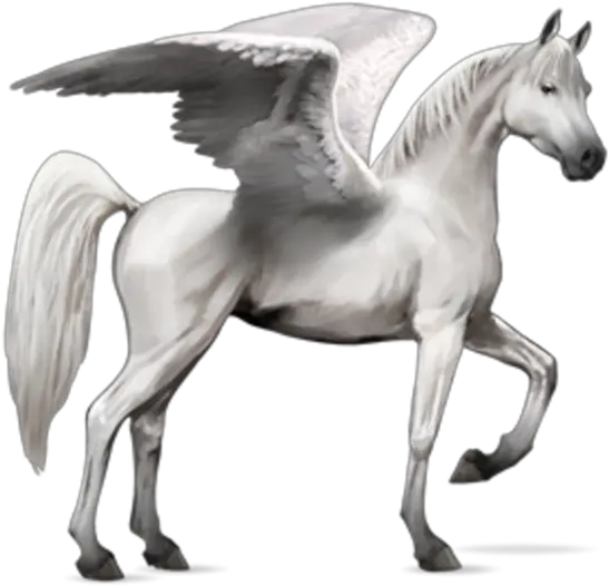 Horse Wings Howrse Arabian Horse Transparent Png Wing Png