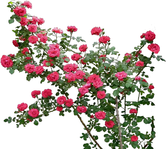 178 Images About Flower Png Rose Garden Png Rose Flower Png