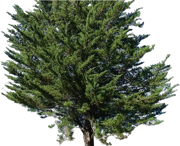 Pine Tree Alpha Png Image Png Top View Pine Pine Tree Transparent Background