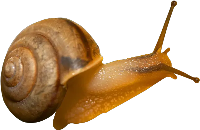 Snails Png Snail Jpeg Snail Transparent