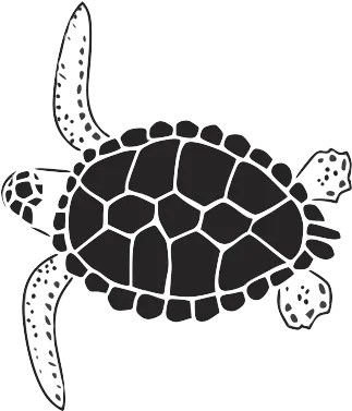 Turtle Graphic Turtle Graphics Full Size Png Download Hawksbill Sea Turtle Turtle Png