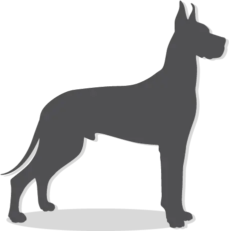 Download Hd Icon Great Dane Icon Transparent Transparent Natural Ear Great Dane Silhouette Png Great Dane Png