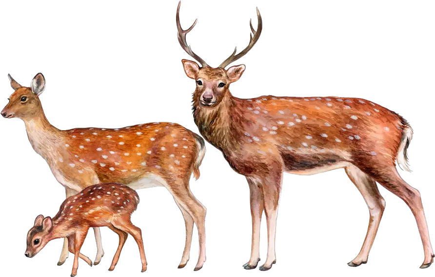 Deer Png Image Hd Deer Png Deer Png