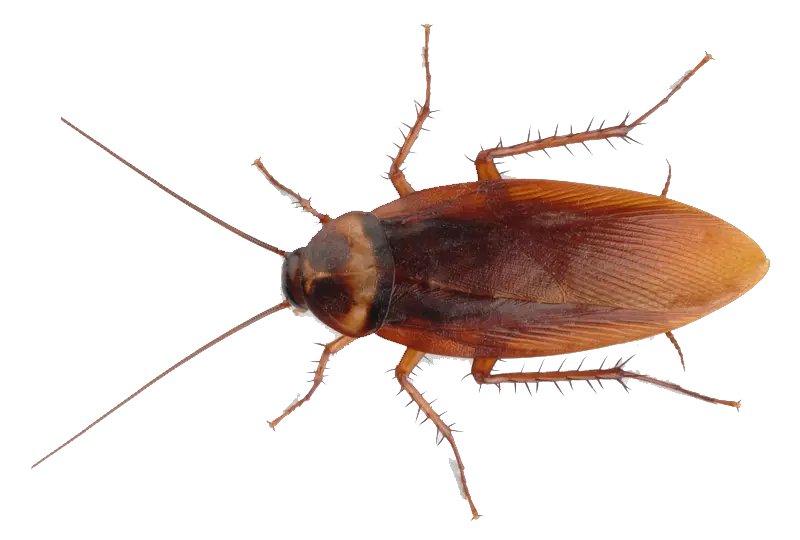 Cockroach Png Image Background Cockroach Png Roach Png