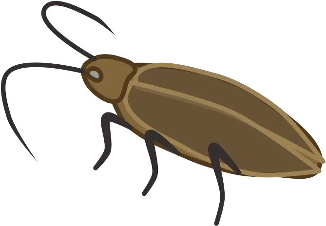 Cockroach Prop Animal Ground Beetle Png Roach Png