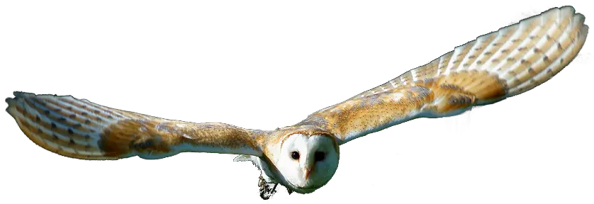 Barn Owl Png Transparent Hd Photo Tyto Png Owl Transparent