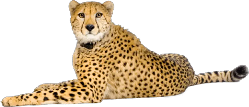 Free Png Cheetah Images Transparent Cheetah Png Cheetah Png