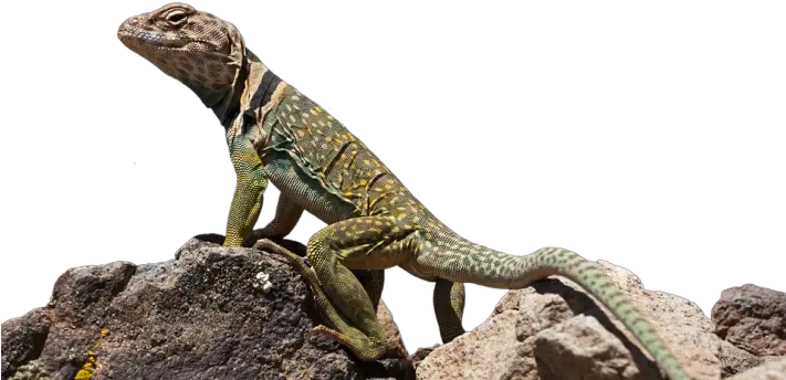 Collared Lizard Transparent Png Image Lizard Png Lizard Png