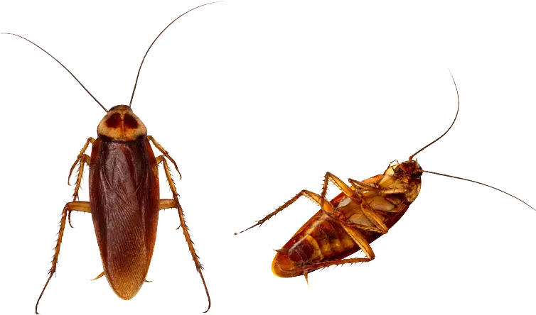 Clip Art Centipedes Images Gallery Cockroach Png Cockroach Transparent