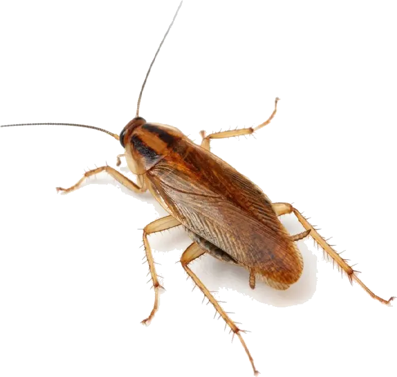 Cockroach Exterminator People Afraid Of Cockroaches Png Cockroach Transparent