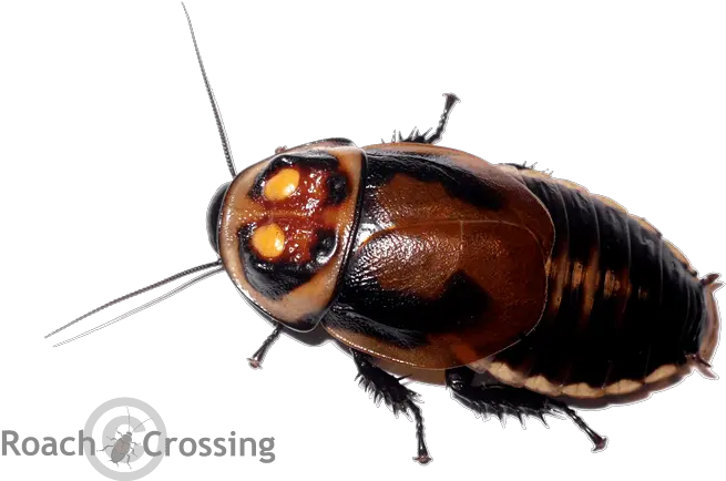 Warty Glowspot Roach Roach Crossing Png Cockroach Transparent