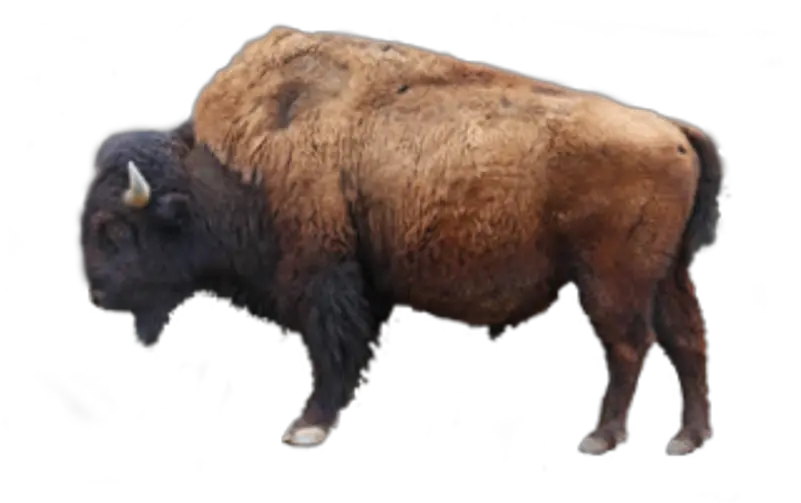 Ox Png Images Bison Png Bison Png