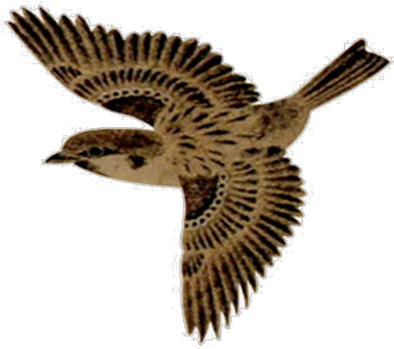 Flying Sparrow Png No Background Flying Sparrow Transparent Background Sparrow Png