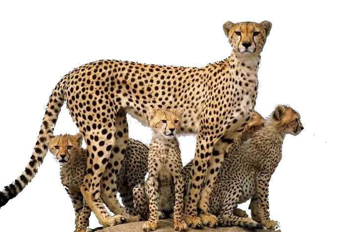 Download Cheetah Png Cheetah Png Animals Png