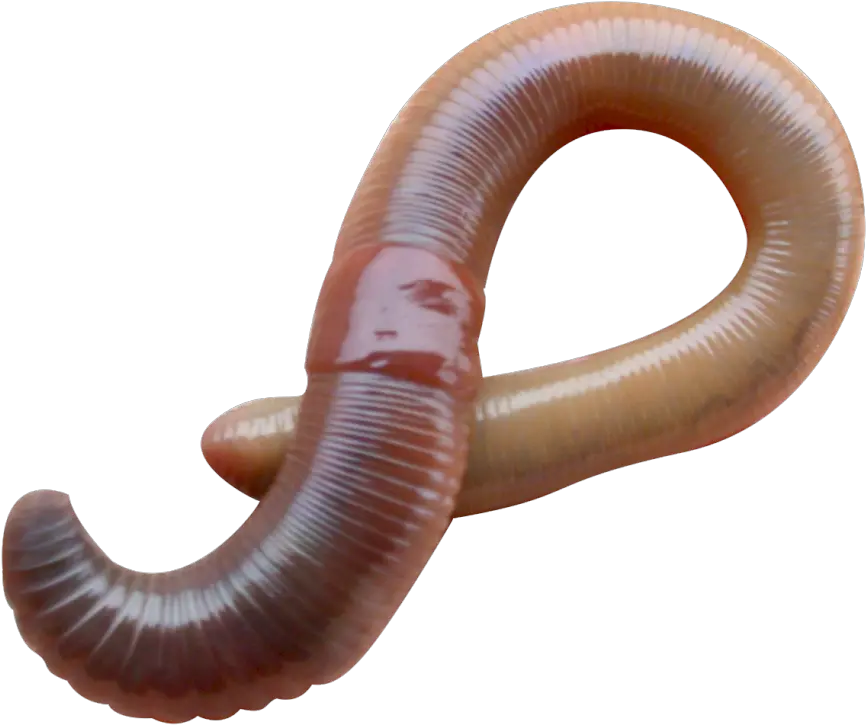 Worms Png Images Free Download Worm Eisenia Fetida Worm Png