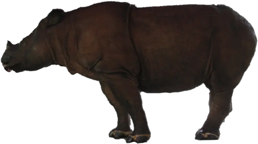 Rhino Free Png Image Indian Rhinoceros Rhino Png