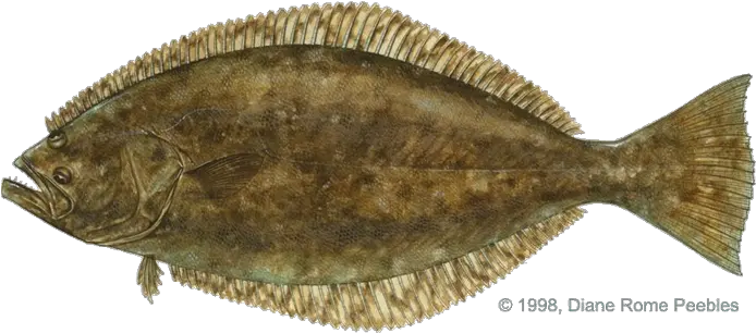 Flounder Fish Png Image With Sand Dabs Flounder Png