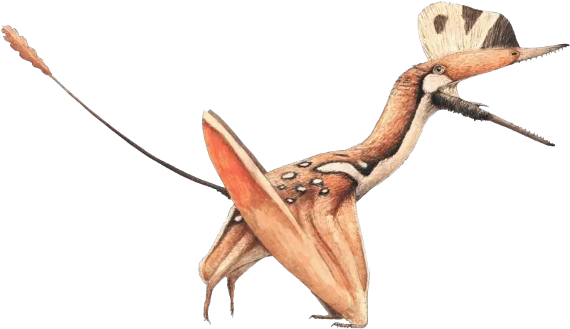 Download Free Png Pterosaurs Image Darwinopterus Robustodens Pterodactyl Png