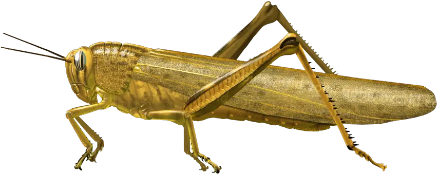 Grasshopper Png Grasshopper Png Grasshopper Png